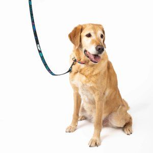 Brand New Lug Fetch Pet Collar and Leash Set